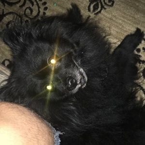 Meet your Posher, Noe christopher